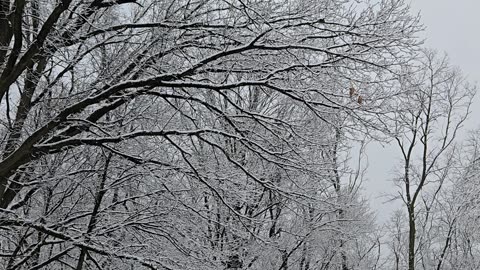 How about a little snow... IN APRIL?!