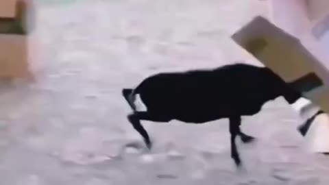 Funny animals