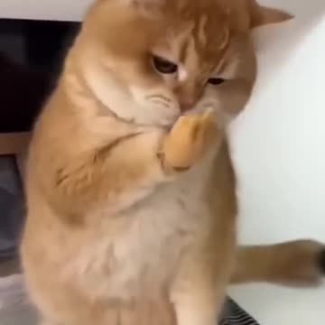 Cat Wear Gloves 🧤🤣🤣🤣