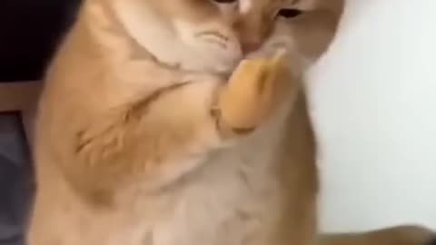 Cat Wear Gloves 🧤🤣🤣🤣