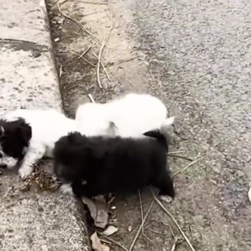 Another abandoned little angel... 💔 He just wanted to live 😢🐾