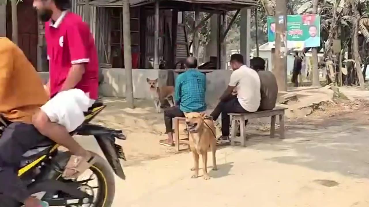 Best Funny ,Funny