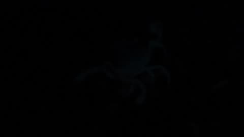 Brief shot of glowing scorpion