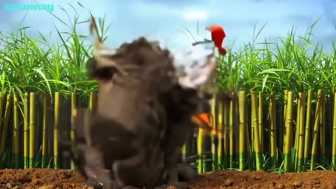 Field Buffalo Becomes Barber