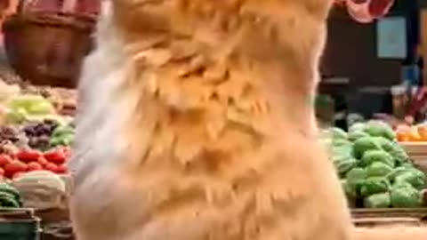 Orange Cat stories | New Viral Ai Videos Of 2025 | Orange Funny Video | Hungry Cat