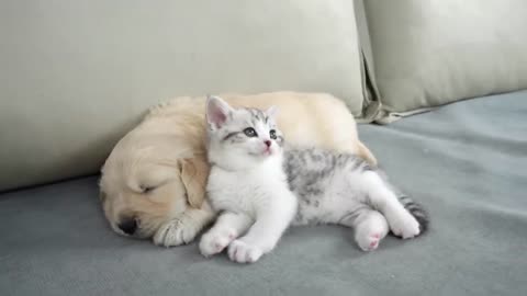 What Does A Kitten Do When He Finds A Sleeping Golden Retriever Puppy