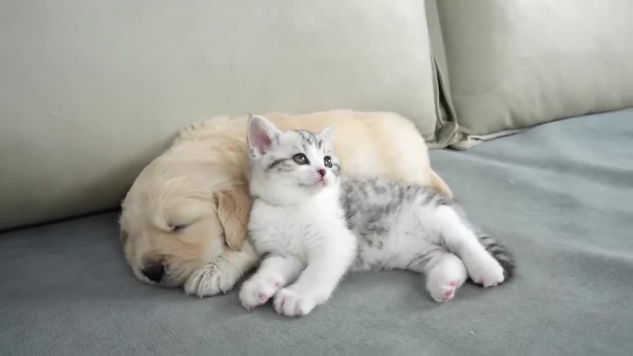 What Does A Kitten Do When He Finds A Sleeping Golden Retriever Puppy