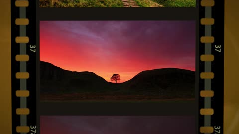 A Tribute to Sycamore Gap