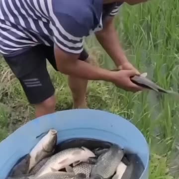 Amazing rice paddy fish farming technique in thailand!