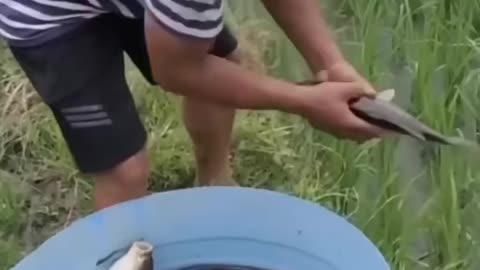 Amazing rice paddy fish farming technique in thailand!
