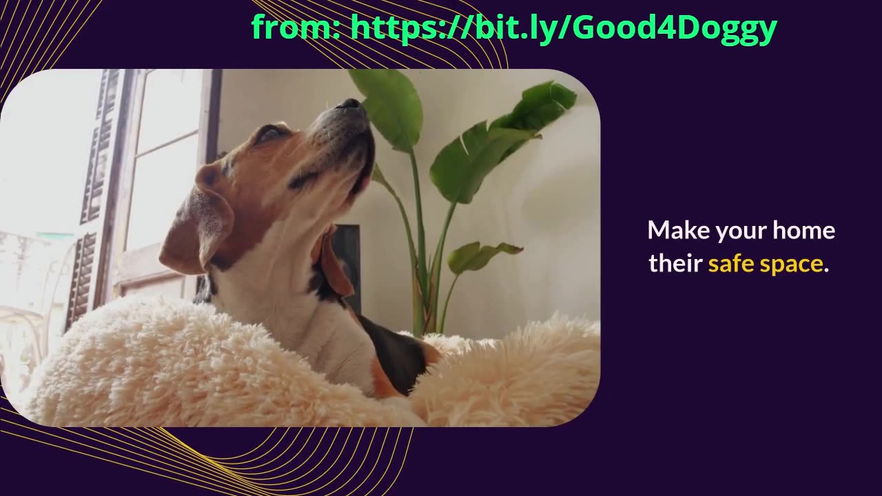 Creating a Dog-Friendly Home: Safety Tips Every Pet Owner Must Know