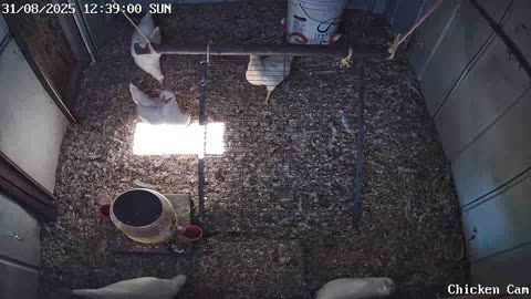 Millar Time Chicken Cam