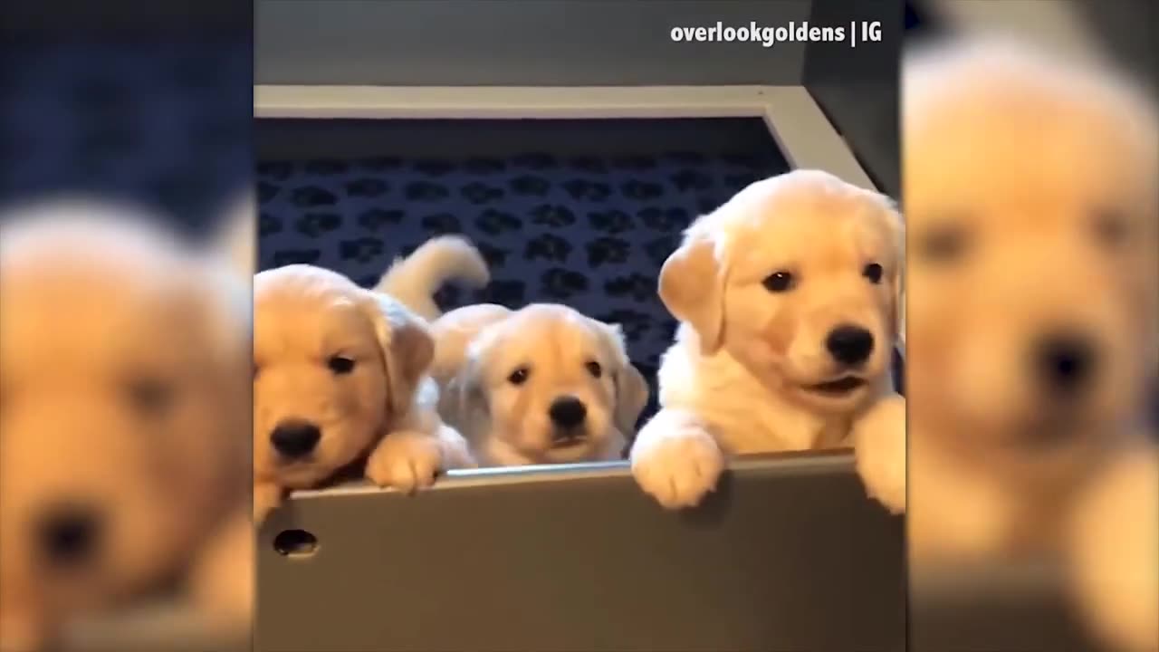 #comedy#cutecats#cuteanimals