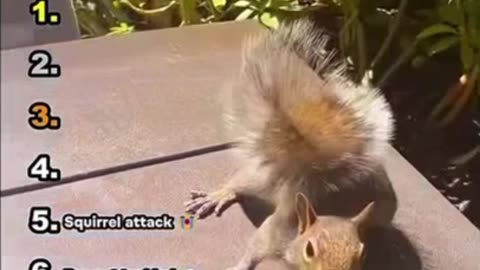 Ranking Funniest Animal Moments😅😍❤️