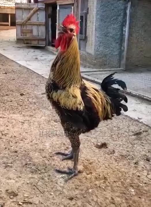 Singing your heart out