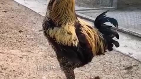 Singing your heart out