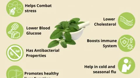 Health Benefits of Holy Basil/Tulsi