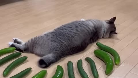 Funny animal video