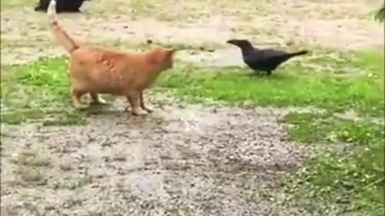 Funnyanimal video