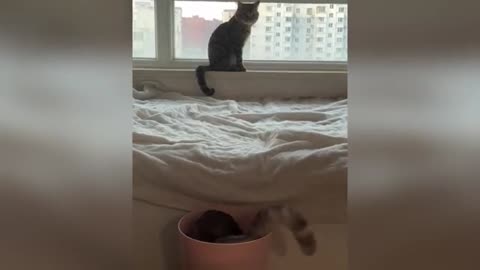 Funniest Cats and Dogs Clips 2025Try Not To Laugh