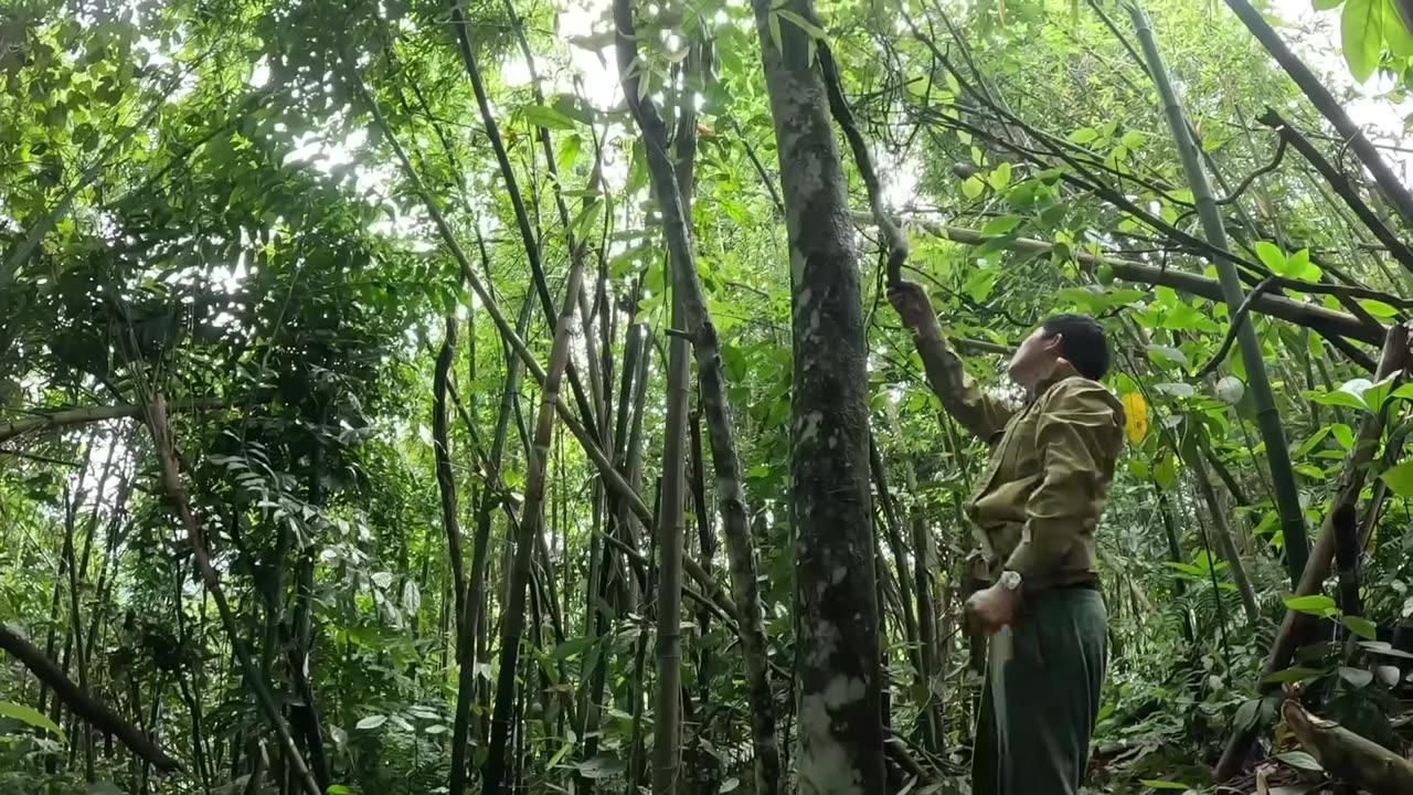 Survival in the Rainforest 2 - Phưu Lưu Trong Rừng
