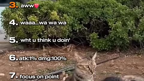 Ranking the cutest kitten moments ever