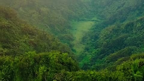 Tropical Forest