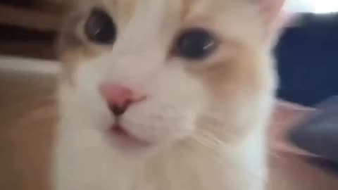 “You’ll Watch This 5x 😂 Funniest Animal Shorts Ever!”