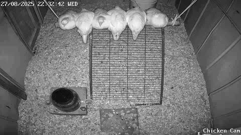 Millar Time Chicken Cam