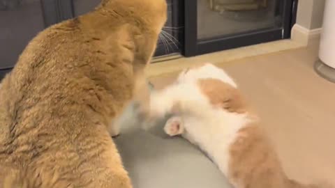 Two cats fighting