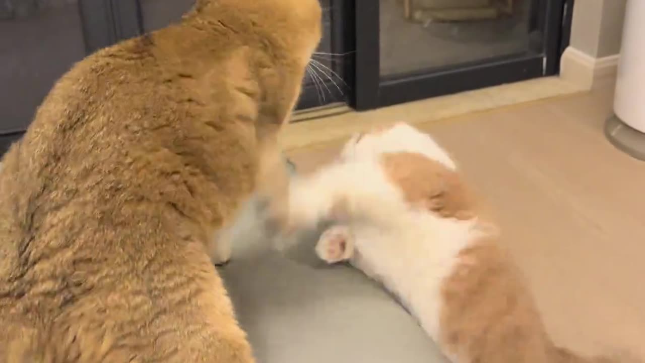 Two cats fighting