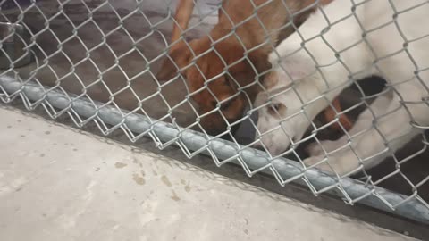 Durham Clayton 4&3mos Pet Id 948133 948136 kennel 24 HSSAZ shelter_20250613_134223607