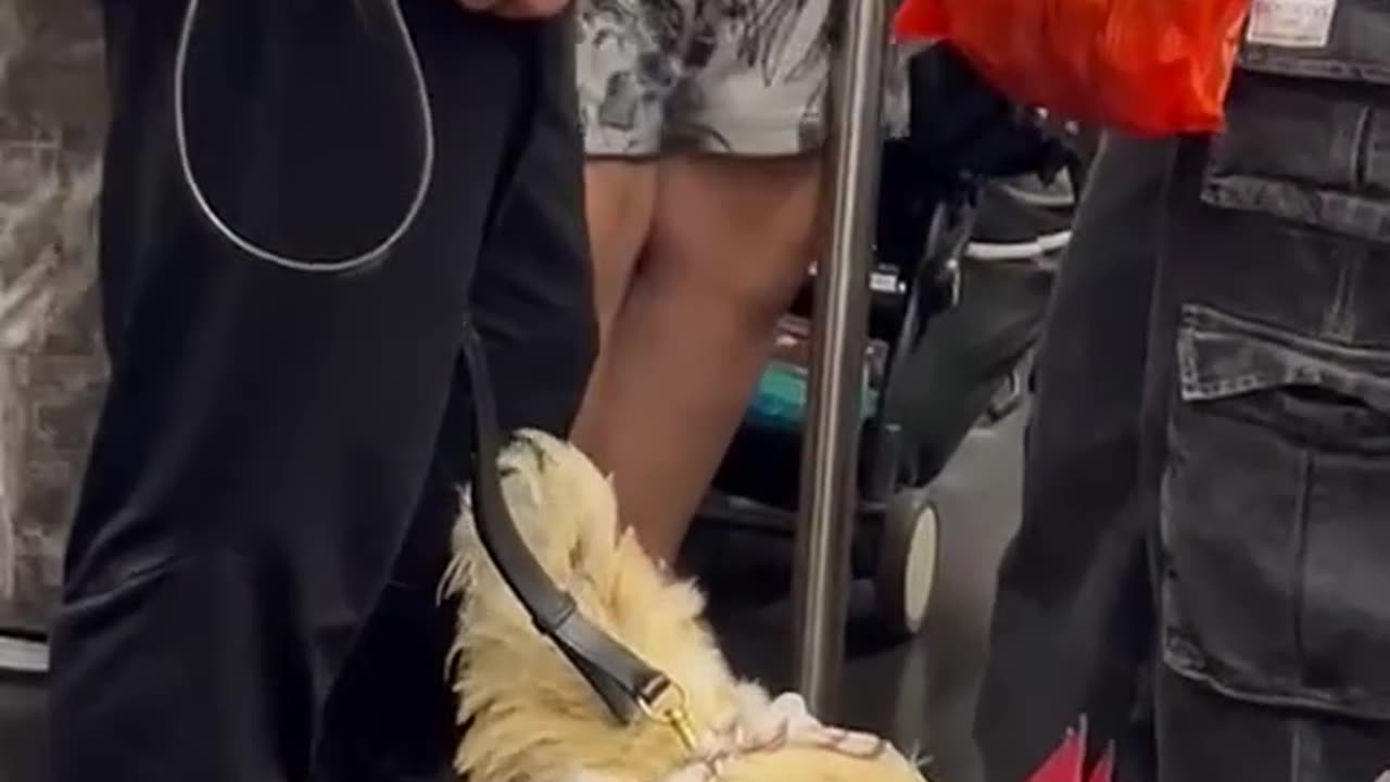 rooster on a leash in the subway you won’t believe this 😂🐓