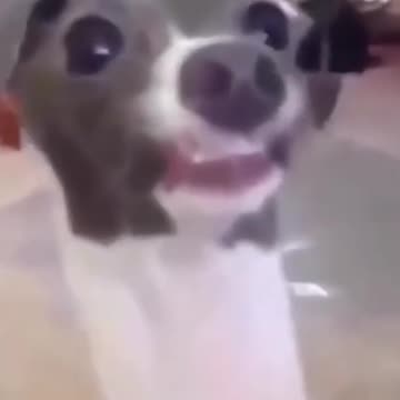 🤣 WOW TOUNG OUT FUNNY DOGS 🐶