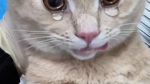 #decat