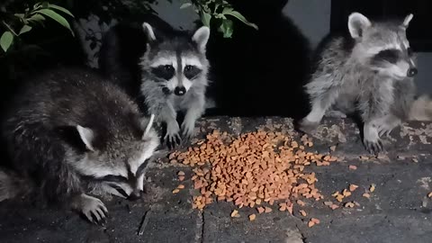 Home invasion by masked bandits.