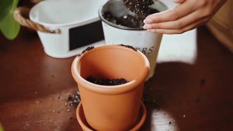 Snake Plant Care