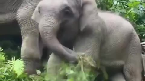 Baby elephants are cute and silly.....
