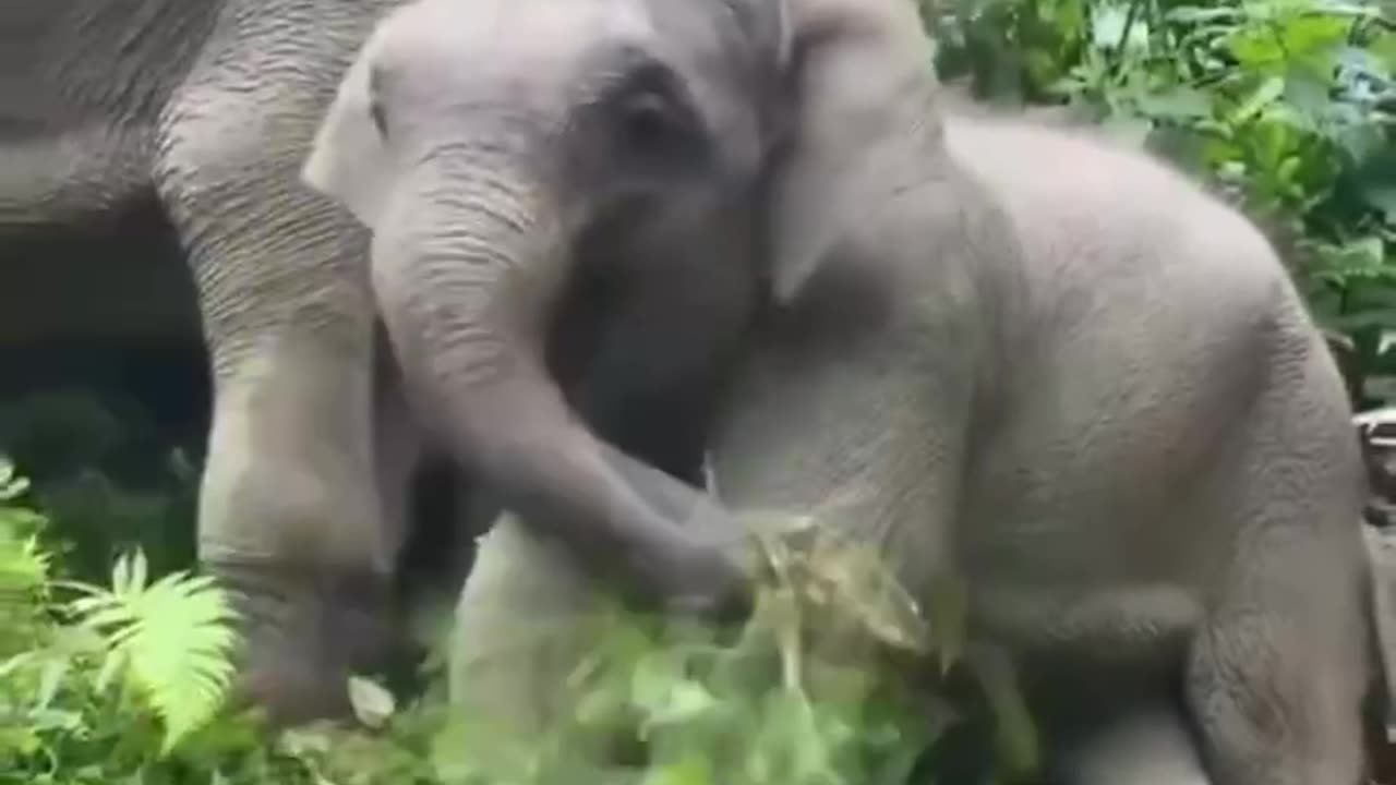 Baby elephants are cute and silly.....