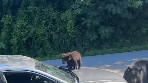 Car Hijacked by Bear Family-Which Drive-Thru Are They Hitting First?