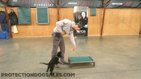 Cute Puppy working extra hard! Wow!