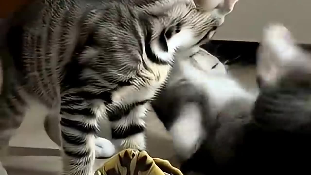 Adorable Kittens copy turtle