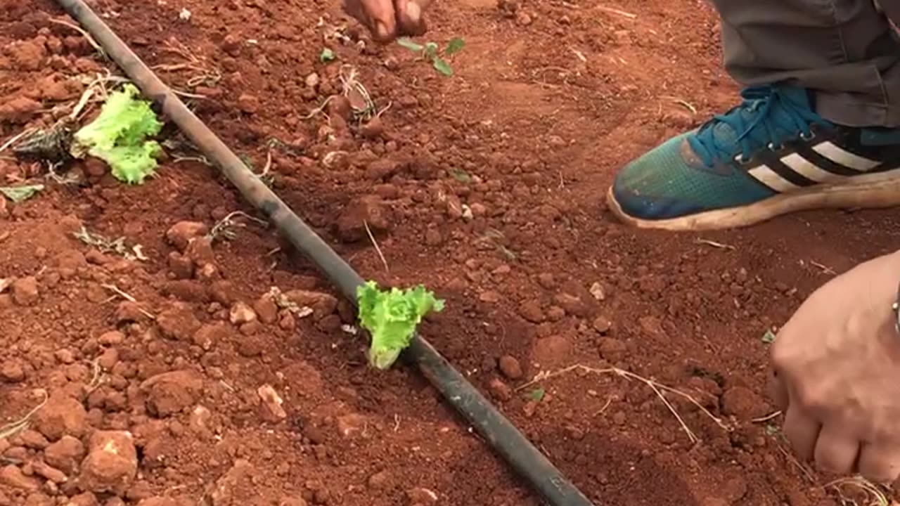 Lettuce seedling planting in greenhouse