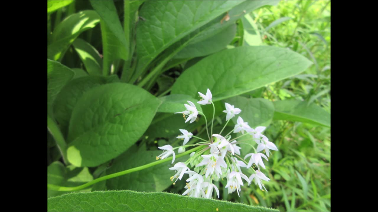 Content Plant Basking Nodding Onion July 2024