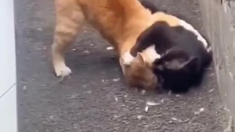 Two Playful Cats Tickle a Sea Lion — The Cutest Animal Encounter You'll See Today!