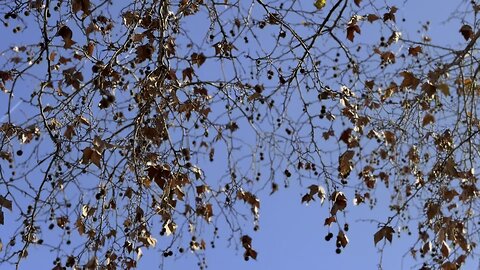 San Francesc de Sales