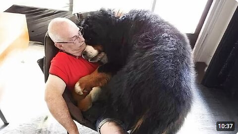 When Your Big Dog Being the Cutest BABY Ever! Funny Dog and Human