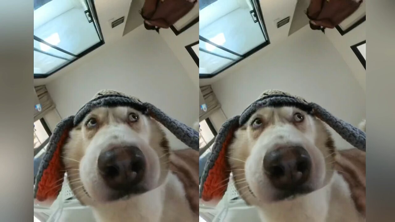 Silly dog