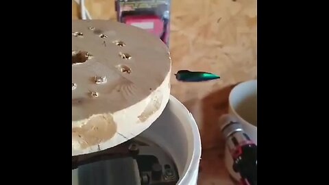 "Beetle Wing's Direct Relation to the Vann the Graff Generator: 20-Second Video Clip"