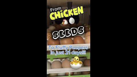 GOD said, “Be fruitful and multiply”…the chickens understood the assignment.